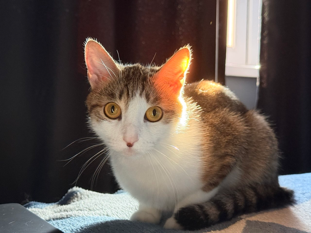 A cat sitting on a blue blanket in warm window light