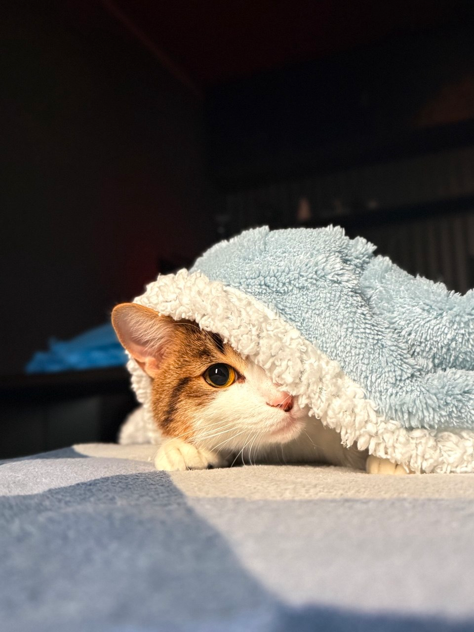 A cat peeking out from under a pale blue blanket