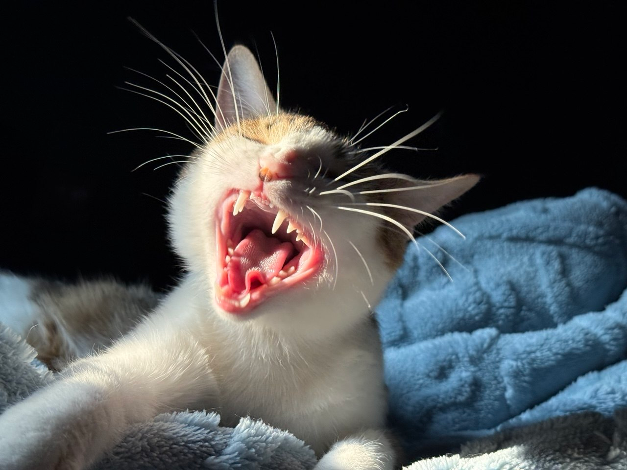 A cat yawning in the sunlight on a blue blanket